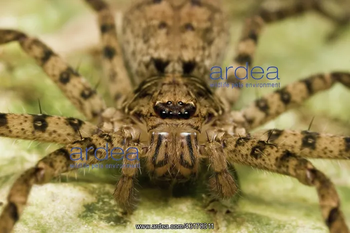 : Brown Huntsman Spider : Brown Huntsman Spider