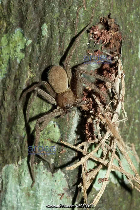 : Brown Huntsman Spider by nest on tree - Klungkung : Brown Huntsman Spider by nest on tree - Klungkung