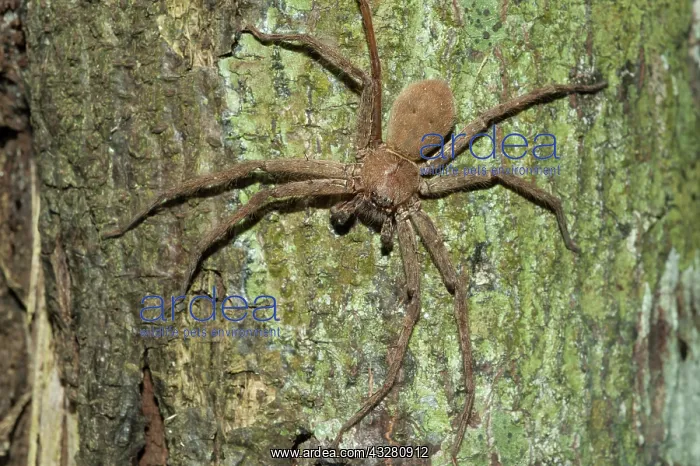 : Brown Huntsman Spider on tree - Klungkung, Bali : Brown Huntsman Spider on tree - Klungkung, Bali