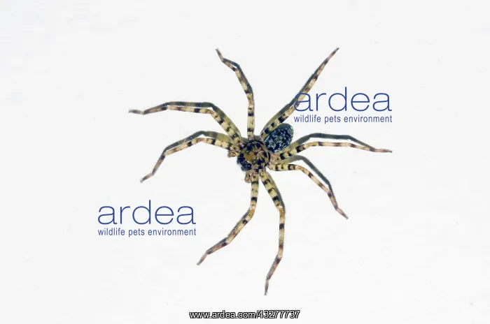 : Brown Huntsman Spider on wall - Pering, Gianyar, Bali, Indon : Brown Huntsman Spider on wall - Pering, Gianyar, Bali, Indon