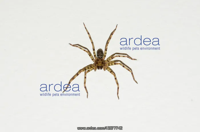 : Brown Huntsman Spider on wall - Pering, Gianyar, Bali, Indon : Brown Huntsman Spider on wall - Pering, Gianyar, Bali, Indon