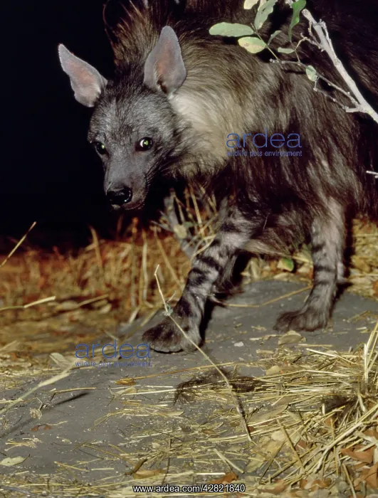 : Brown Hyaena : Brown Hyaena