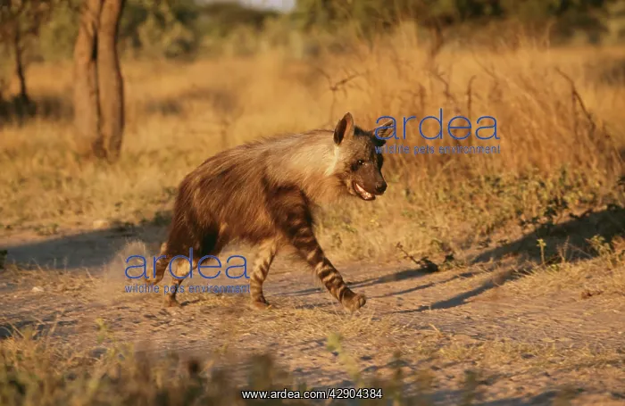 : Brown HYAENA : Brown HYAENA