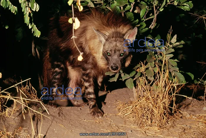 : Brown Hyaena - at den : Brown Hyaena - at den