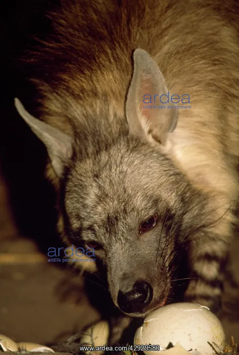 : Brown Hyaena - eating egg : Brown Hyaena - eating egg