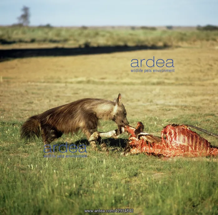 : Brown Hyaena - feeding : Brown Hyaena - feeding