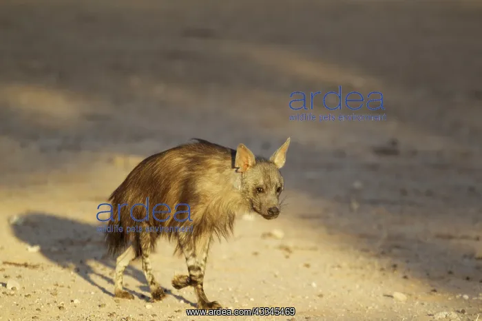: Brown Hyaena. Walking. Kalahari Desert, Kgalagadi : Brown Hyaena. Walking. Kalahari Desert, Kgalagadi