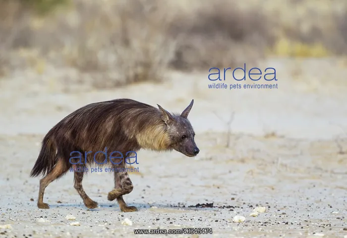 : Brown Hyaena. Walking towards a waterhole. Kalahari : Brown Hyaena. Walking towards a waterhole. Kalahari