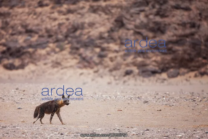 : Brown Hyena : Brown Hyena