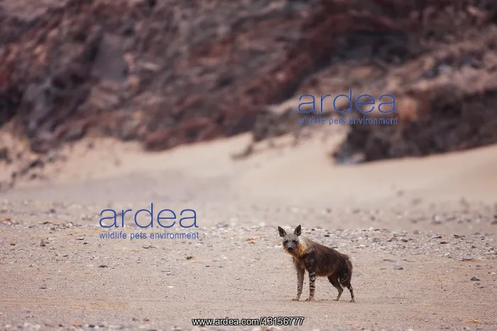 : Brown Hyena : Brown Hyena