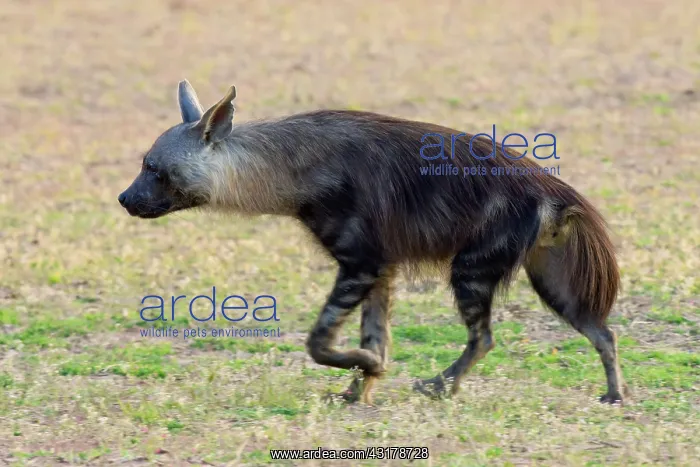 : Brown hyena : Brown hyena