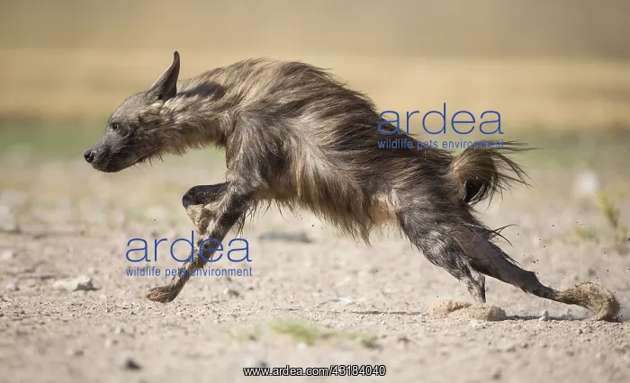  : Brown hyena (Parahyaena brunnea) running in the