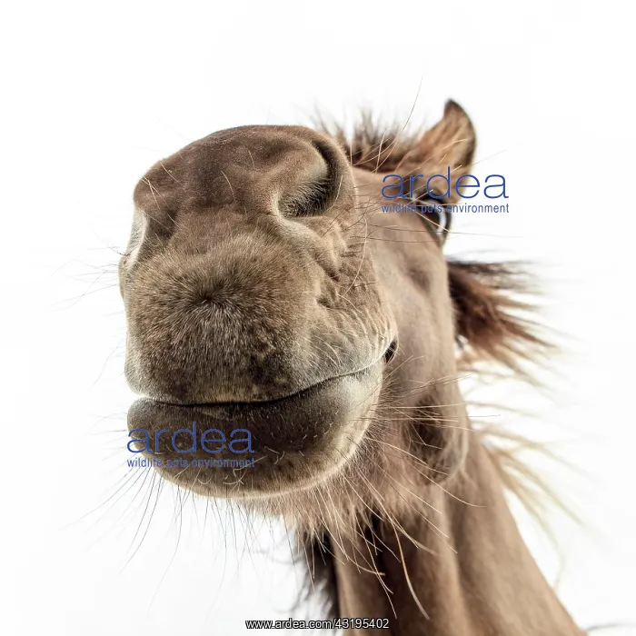 : Brown Icelandic Horse : Brown Icelandic Horse