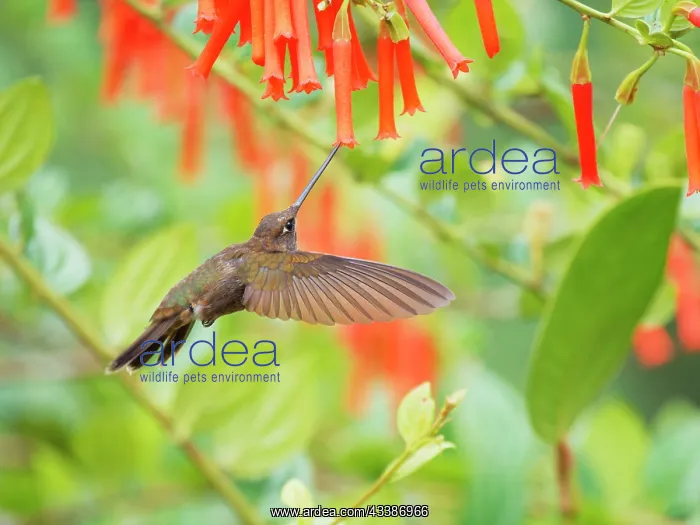 : Brown Inca Hummingbird - feeding at flower in fl : Brown Inca Hummingbird - feeding at flower in fl