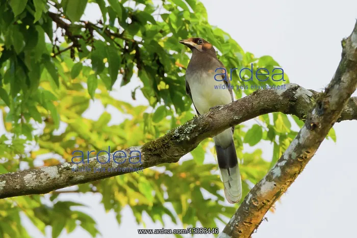 : Brown Jay (Cyanocorax affinis), Arenal Volcano National Park, Costa Rica : Brown Jay (Cyanocorax affinis), Arenal Volcano National Park, Costa Rica