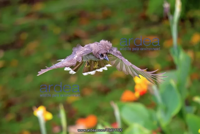: Brown Jay in flight : Brown Jay in flight