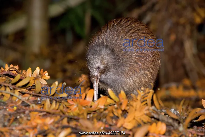 : Brown Kiwi - adult one poking in the ground with : Brown Kiwi - adult one poking in the ground with