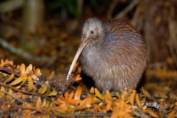: Brown Kiwi - adult one standing in native Kauri : Brown Kiwi - adult one standing in native Kauri