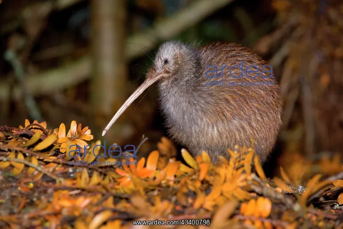 : Brown Kiwi - adult one standing in native Kauri : Brown Kiwi - adult one standing in native Kauri