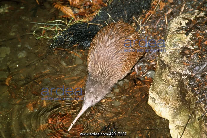 : BROWN KIWI - drinking : BROWN KIWI - drinking