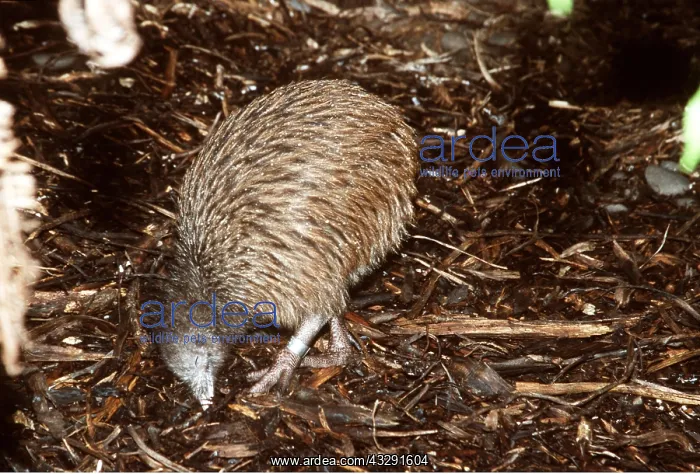 : BROWN KIWI - foraging, searching for food : BROWN KIWI - foraging, searching for food