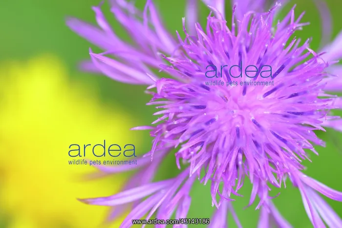 : Brown Knapweed : Brown Knapweed