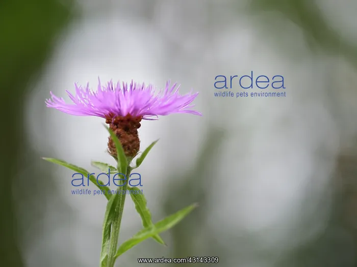 : Brown Knapweed : Brown Knapweed