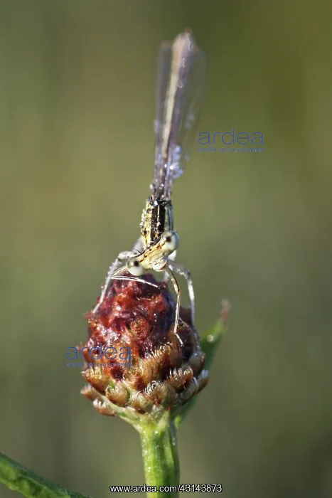 : Brown Knapweed : Brown Knapweed