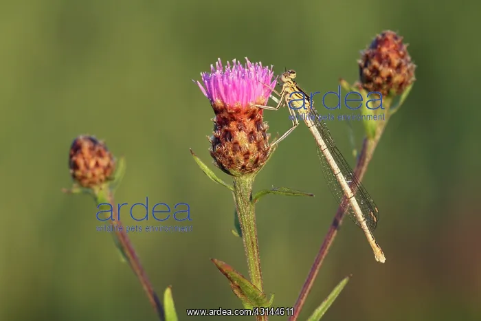: Brown Knapweed : Brown Knapweed