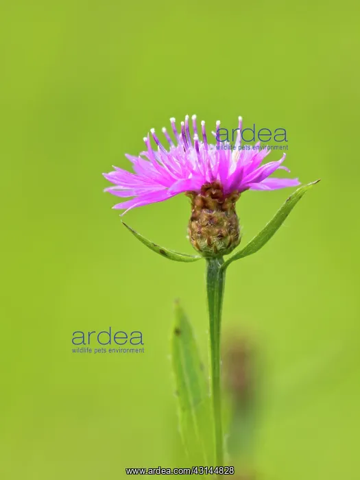: Brown Knapweed : Brown Knapweed