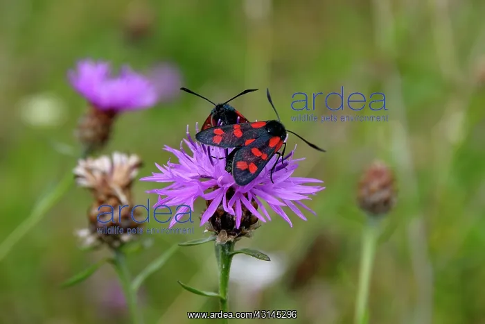 : Brown Knapweed : Brown Knapweed