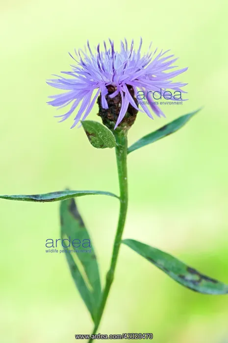 : Brown Knapweed : Brown Knapweed