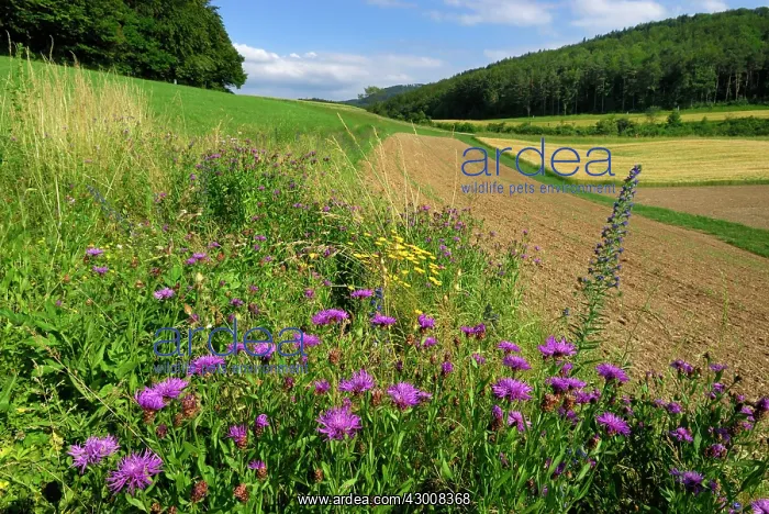 : Brown Knapweed Brownray Knapweed Wildflower strip : Brown Knapweed Brownray Knapweed Wildflower strip