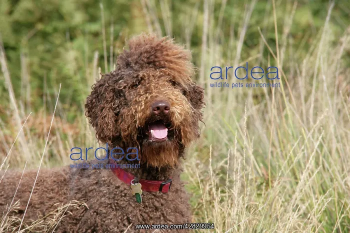 : Brown labradoodle in field : Brown labradoodle in field