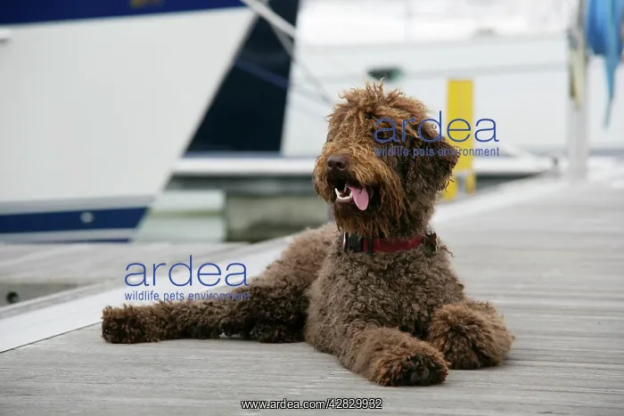 : Brown labradoodle lying on dock : Brown labradoodle lying on dock