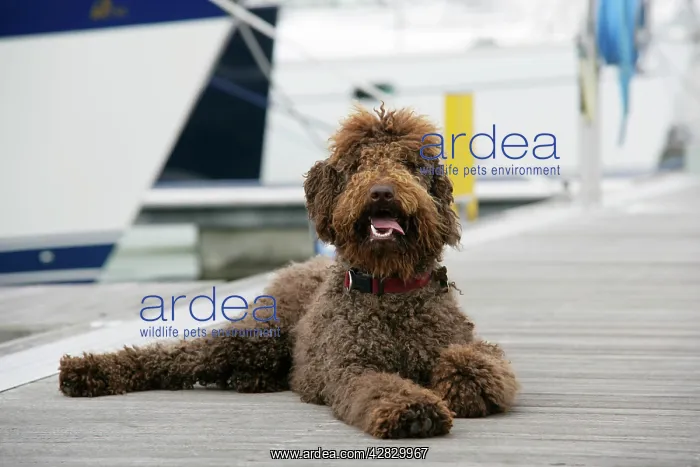  : Brown labradoodle lying at dock