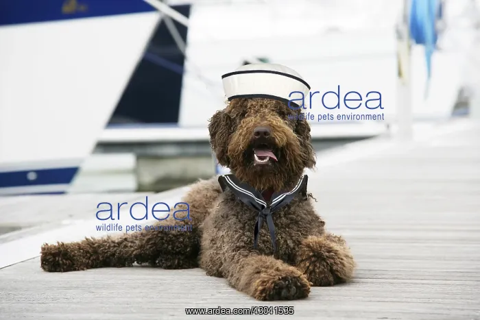: Brown labradoodle lying at dock wearing sailor : Brown labradoodle lying at dock wearing sailor