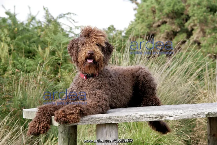 : Brown labradoodle lying on table : Brown labradoodle lying on table