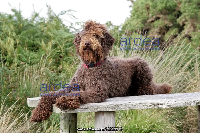 : Brown labradoodle lying on table : Brown labradoodle lying on table