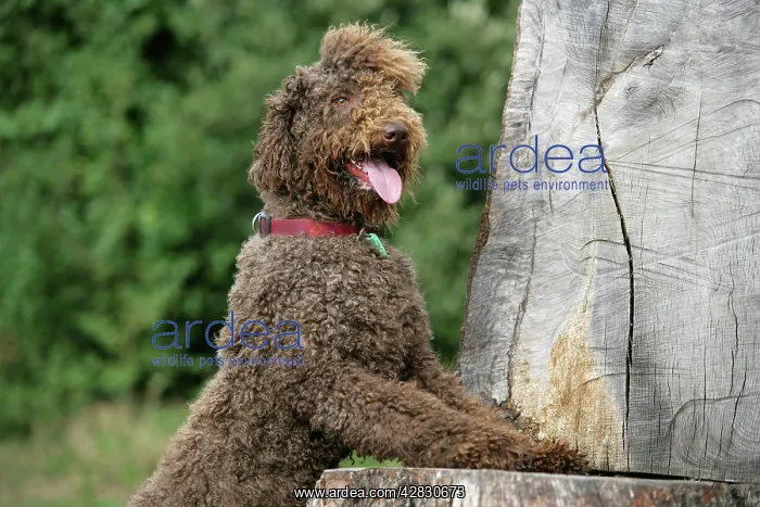 : Brown labradoodle with front paws on tree stump : Brown labradoodle with front paws on tree stump