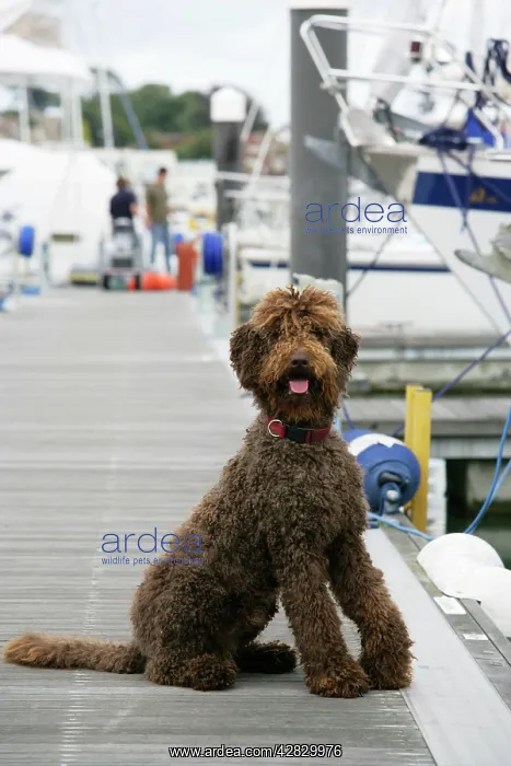 : Brown labradoodle sitting at dock : Brown labradoodle sitting at dock