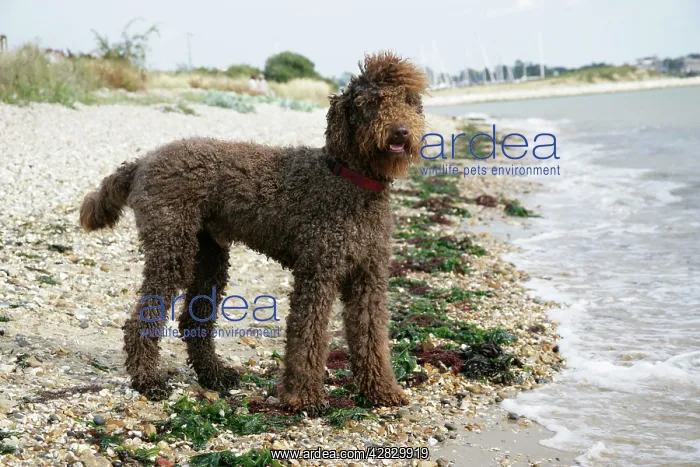 : Brown labradoodle standing on beach : Brown labradoodle standing on beach