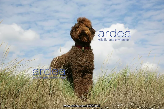 : Brown labradoodle standing in field : Brown labradoodle standing in field
