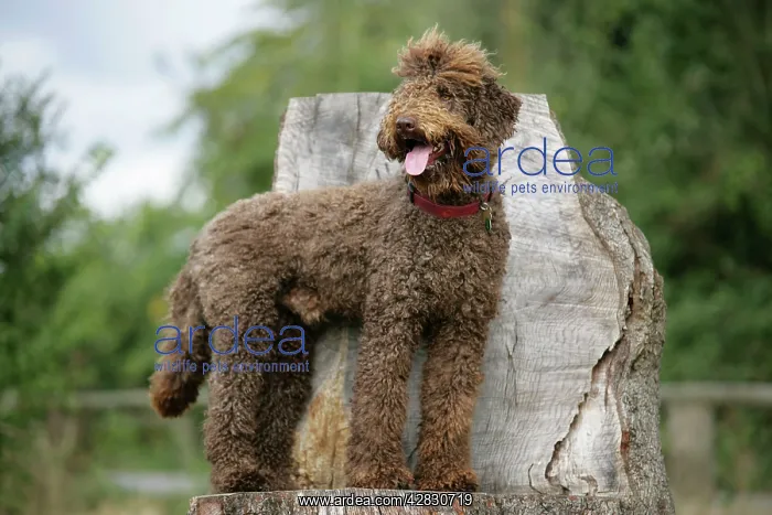 : Brown labradoodle standing on tree stump : Brown labradoodle standing on tree stump