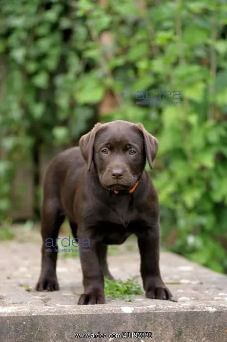 : Brown Labrador Retriever, puppy standing on a paved : Brown Labrador Retriever, puppy standing on a paved