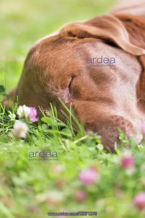 : Brown labrador retriever sleeping on lawn, Sweden : Brown labrador retriever sleeping on lawn, Sweden