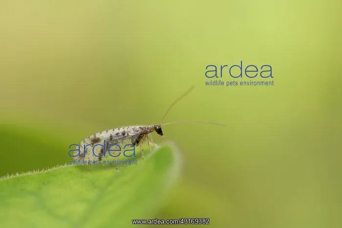 : Brown Lacewing : Brown Lacewing