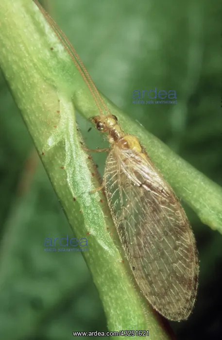: Brown lacewing : Brown lacewing
