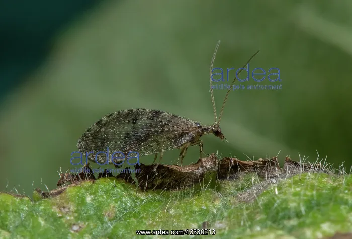 : Brown lacewing, probably Wesmaelius subnebulosus : Brown lacewing, probably Wesmaelius subnebulosus