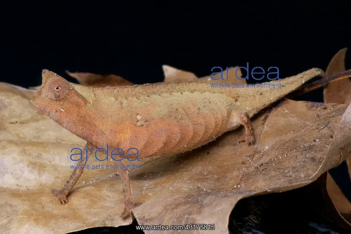 : Brown leaf chameleon (Brookesia superciliaris) : Brown leaf chameleon (Brookesia superciliaris)